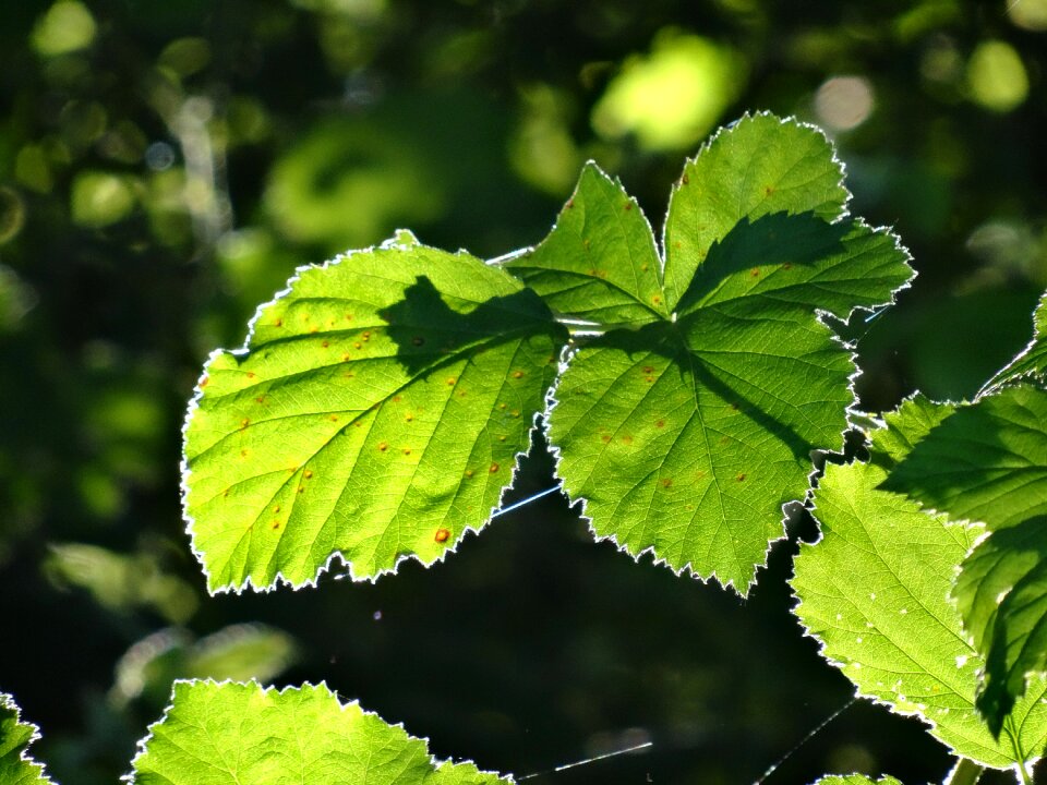 Beech leaves against the light foliage