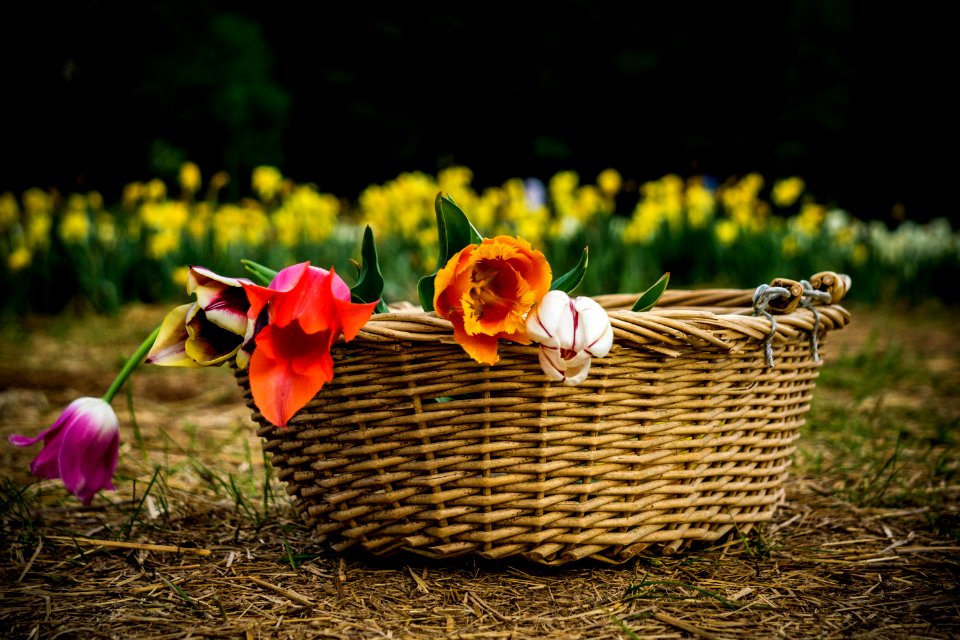 Burnside farms   flower fields, Haymarket, United states