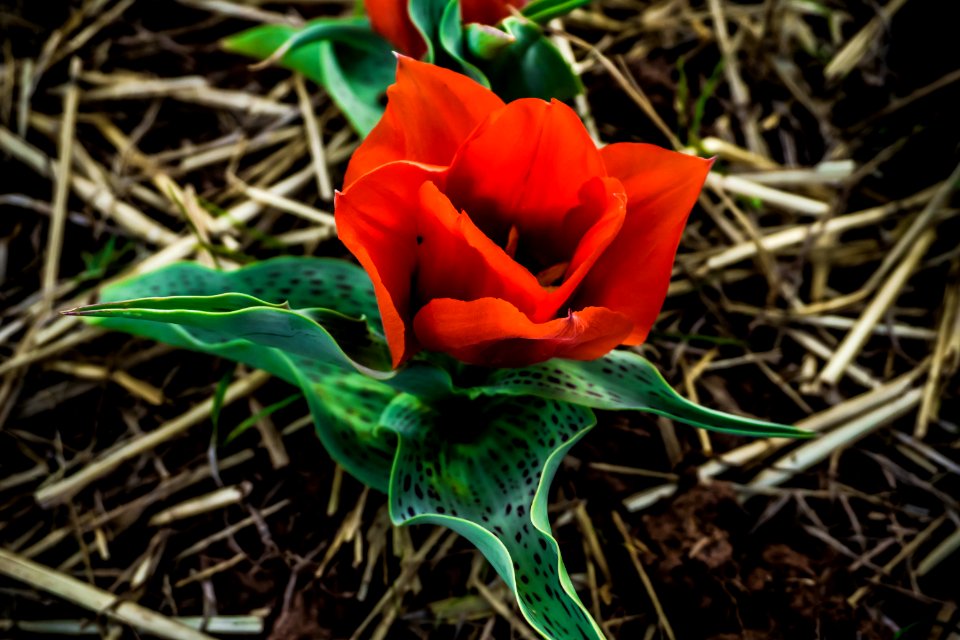 Burnside farms   flower fields, Haymarket, United states