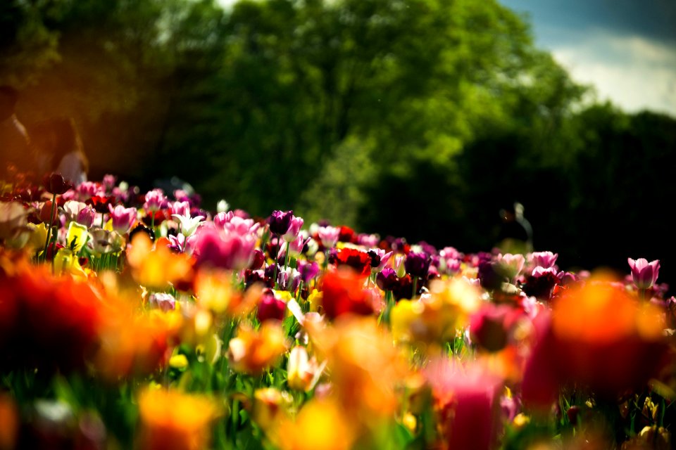 Burnside farms   flower fields, Haymarket, United states
