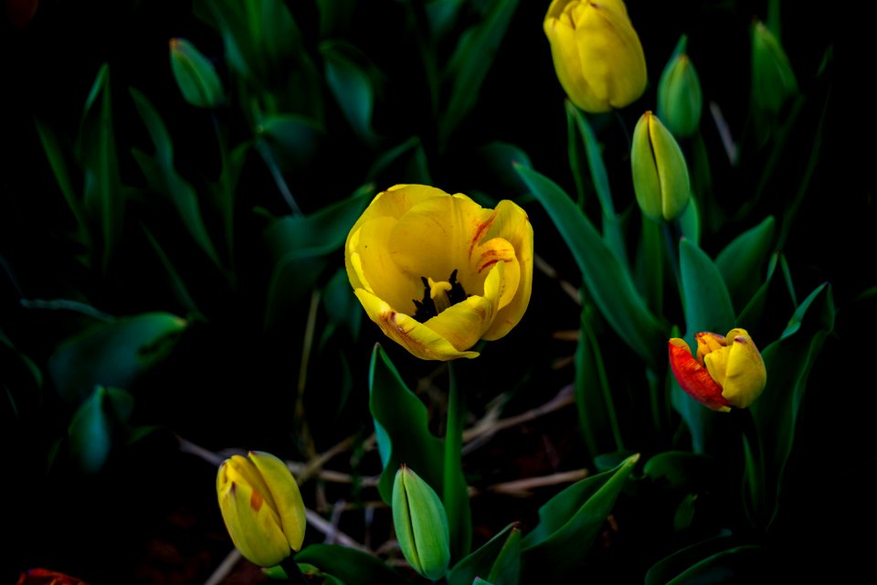 Burnside farms   flower fields, Haymarket, United states