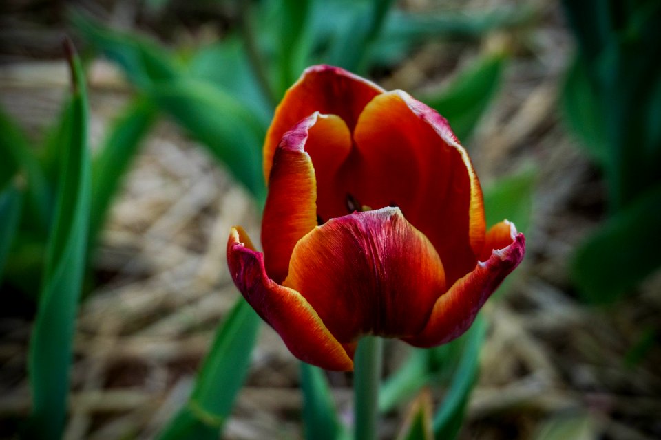 Burnside farms   flower fields, Haymarket, United states