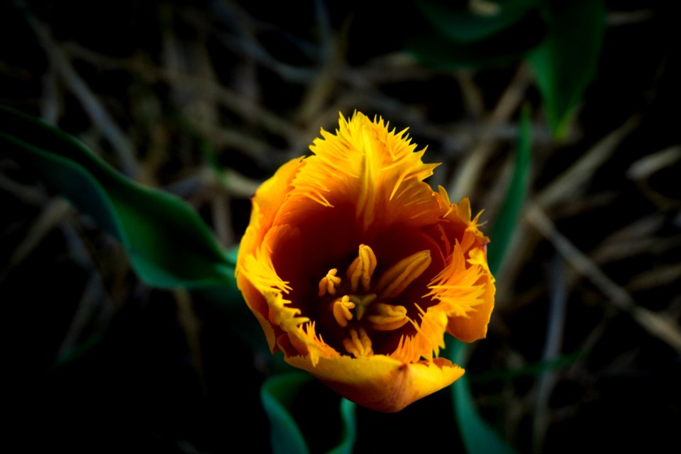 Burnside farm, Haymarket, United states
