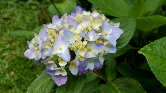 Lavender spring natural