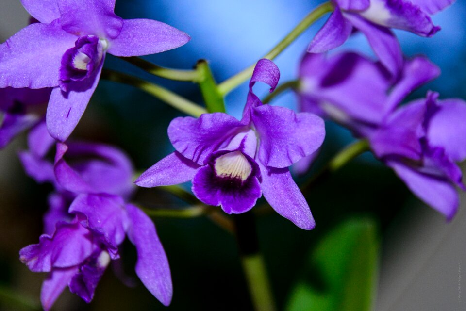 Blooming blooms bunches of flowers