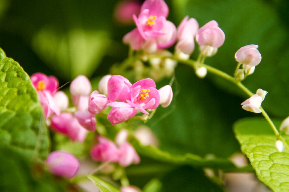 Romance green flower