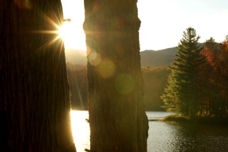 Orford, Canada, Trees