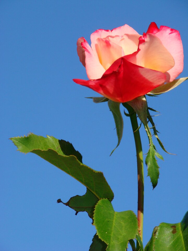 Bloom floral blossom photo