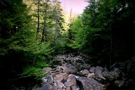 Explore, Hike, Forest