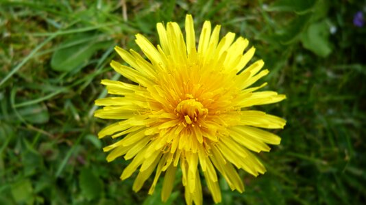 Pointed flower weed wild herb