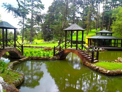 Guatemala, Bridge, Trees