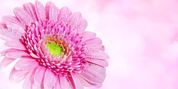 Flora birthday greeting