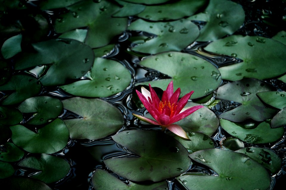 pink lily selective focus photography