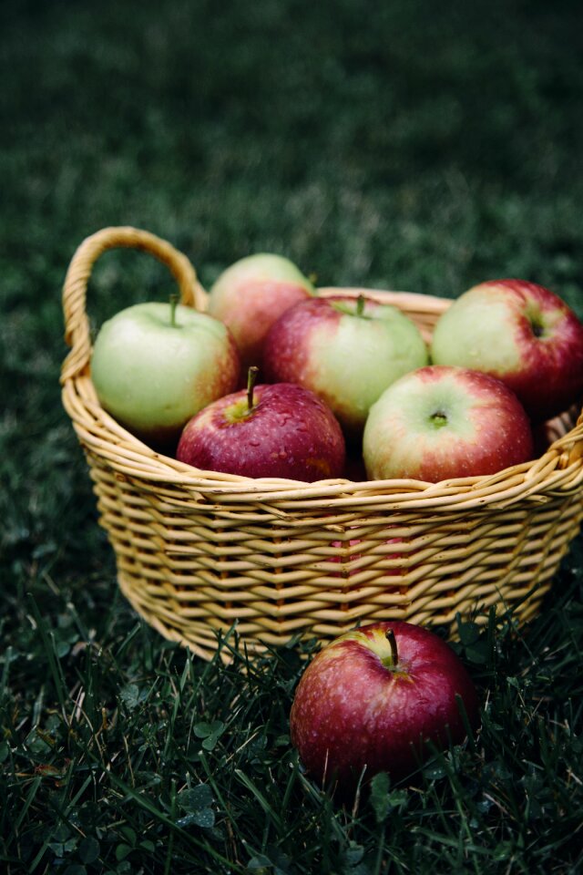Apple picking fruit food