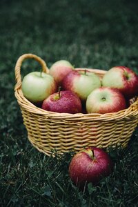 Apple picking fruit food photo