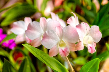 White flower thailand