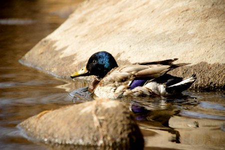 Purple, Brown, Green