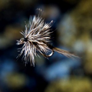 Colorado springs, United states, Trout photo