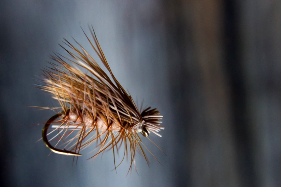 Colorado springs, United states, Trout
