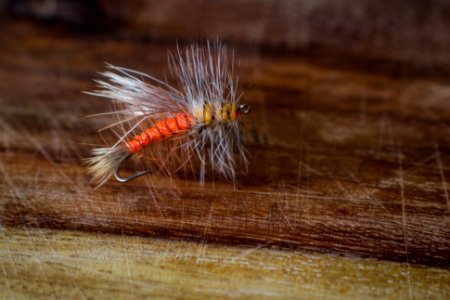 Trout fishing, Fishing, Trout photo