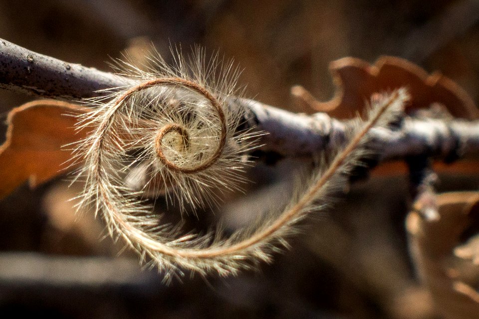 Brown, Fuzzy, Texture
