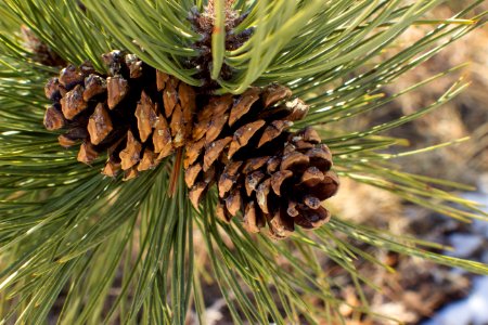 Nature, Winter, Pine tree photo