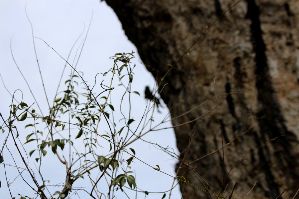 Climbing, Nature