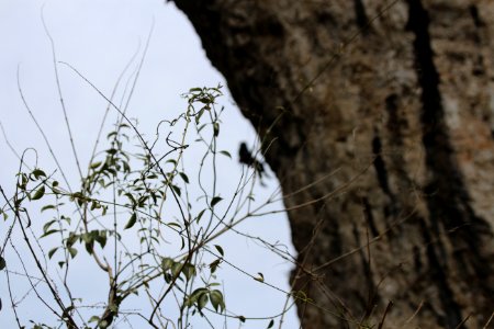 Climbing, Nature