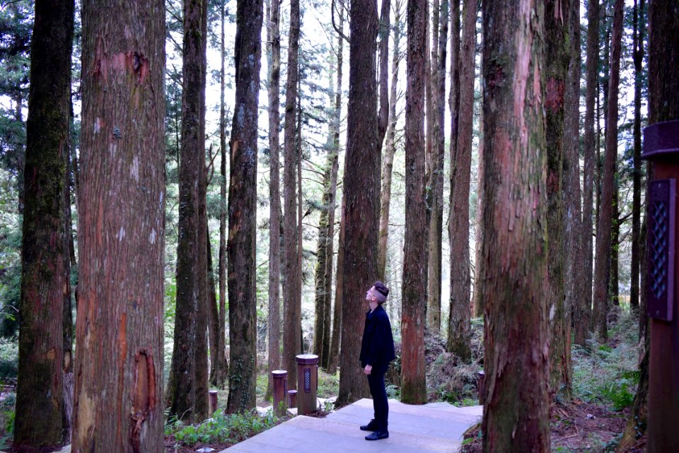 Alishan national forest recreation area, Taiwan, Nature