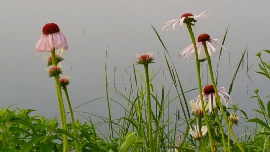 Cone flowers, White bear lake mn, Morning