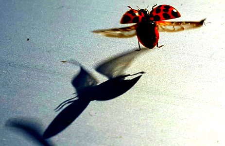 Vadnais heights, United states, Beetle