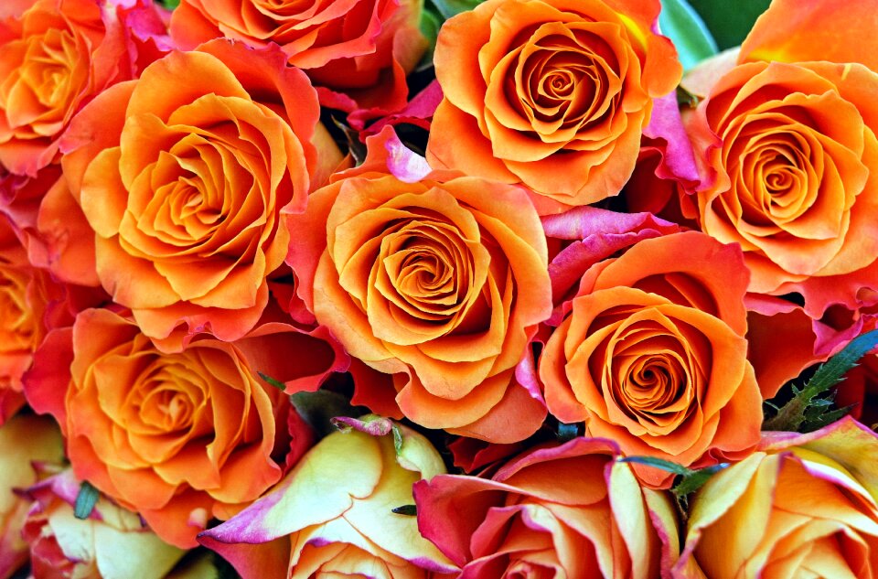 Bloom orange garden roses