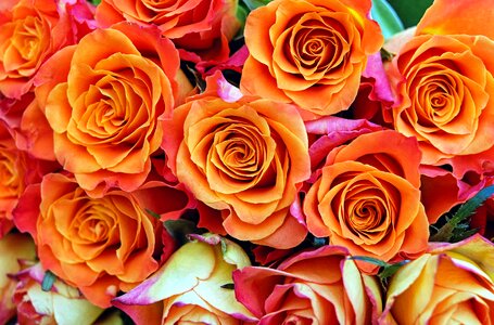 Bloom orange garden roses photo