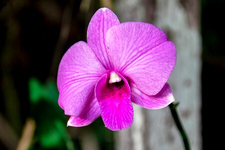 Pink flower thailand