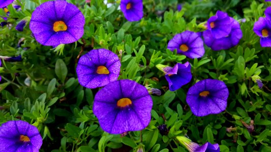 White bear lake, United states, Plants