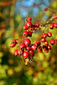 Berries crataegus roses
