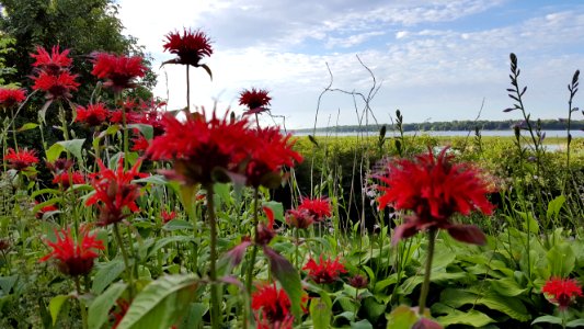 White bear lake, United states, Flowers