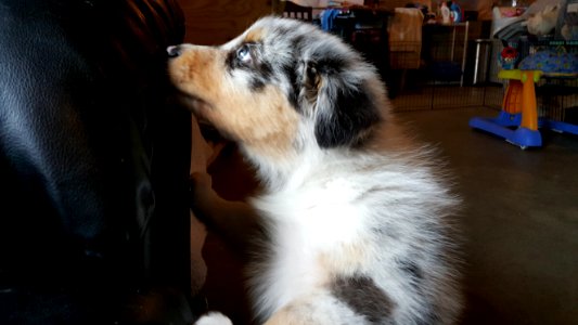 White bear lake, United states, Dog