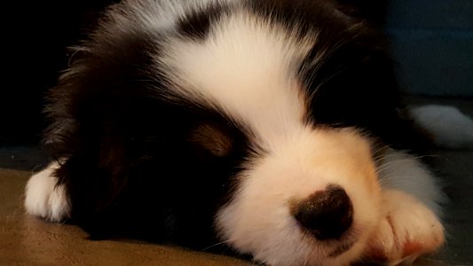 White bear lake, United states, Dog