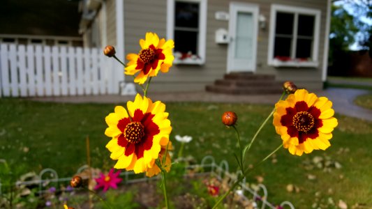 White bear lake, United states, Flowers