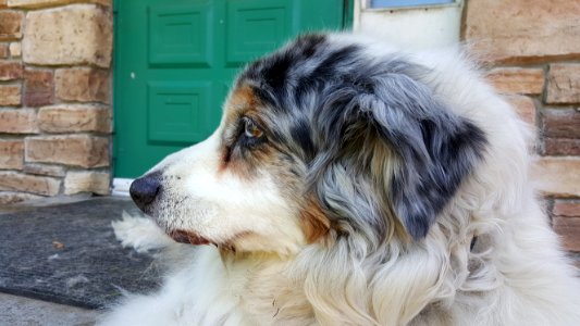 White bear lake, United states, Australian shepherd