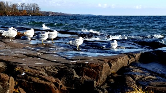 Lake superior, North shore mn, Gulls photo