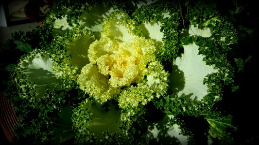 Vadnais heights, United states, Vegetable