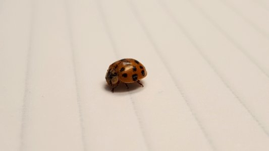 Vadnais heights, United states, Beetle