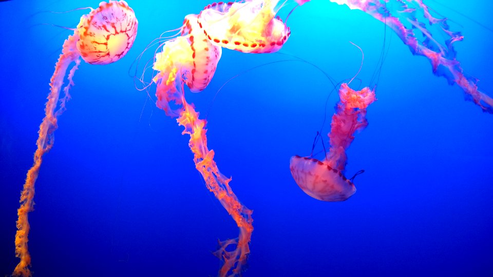 Monterey, Monterey bay aquarium, United states photo