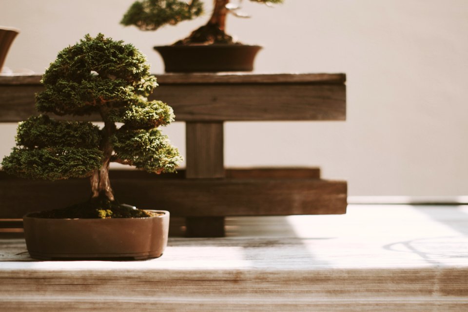Nature, Japanese garden, Bonsai