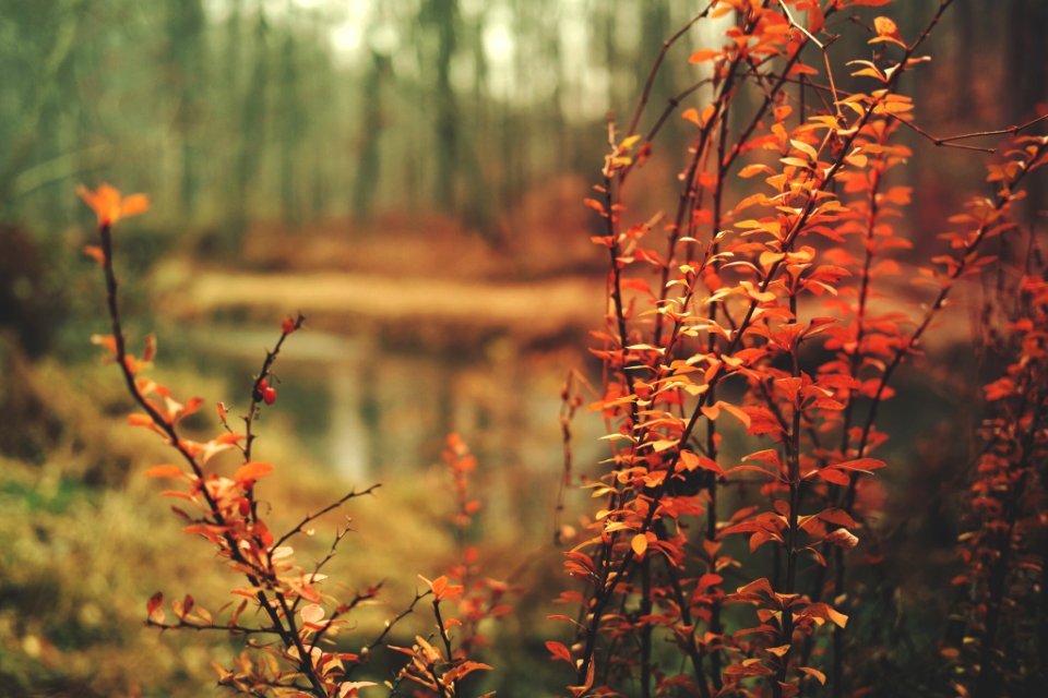 Leaves, Autumn, Orange