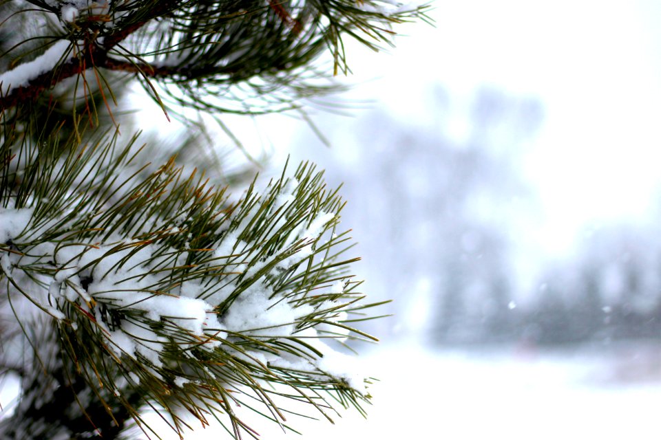 United states, Snowflake, Pine