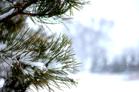 United states, Snowflake, Pine