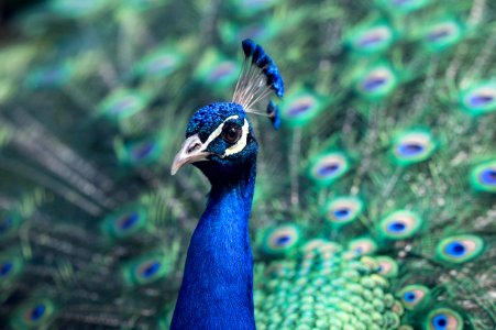 shallow focus photo fo blue peacock